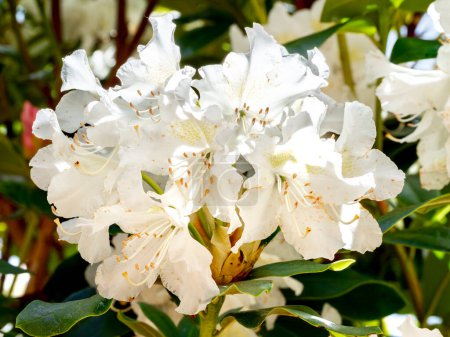 Téléchargez les photos : Foyer sélectif de fleurs blanches Rhododendron avec fond flou - en image libre de droit