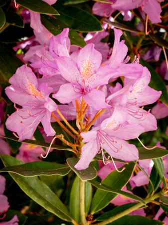 Téléchargez les photos : Foyer sélectif de fleurs roses Rhododendron avec fond flou - en image libre de droit