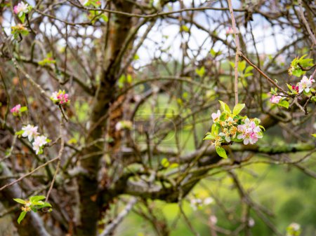 Foto de Enfoque selectivo de las flores del manzano (Malus domestica) con fondo borroso en primavera - Imagen libre de derechos