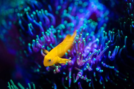 Téléchargez les photos : Macro gros plan d'un Gobiodon Okinawae sur un corail rhodactis vert dans un aquarium récifal avec fond flou - en image libre de droit