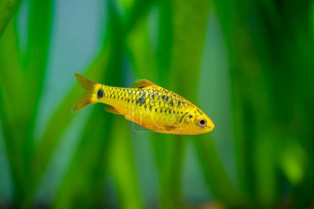 Téléchargez les photos : Barbe chinoise (Puntius semifasciolatus) nageant dans un aquarium au fond flou - en image libre de droit