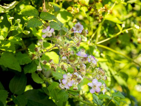 Photo for Selective focus of pink blackberry flowers and unripe blackberries ( Bramble - Rubus ulmifolius) with blurred background - Royalty Free Image