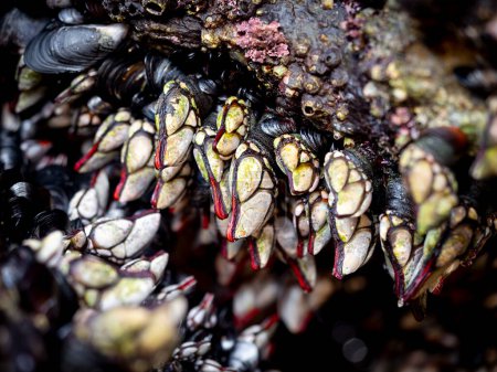Photo for Live Goose neck barnacles or Galician barnacles (Pollicipes pollicipes) on a rock on the Galician coast (Spain) - known in Spain as percebes - Royalty Free Image