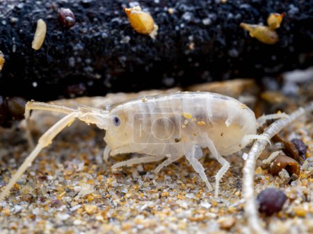 Photo for Macro close up of a sea flea or sand hopper (Talitrus saltator) on the sea sand with blurred background - Royalty Free Image
