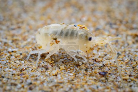 macro primer plano de una pulga de mar o tolva de arena (salitro de Talitrus) en la arena de mar con fondo borroso
