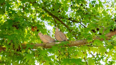 Téléchargez les photos : Couple de colombes à collier eurasien (Streptopelia decaocto) perchées sur une branche de chewing gum - en image libre de droit