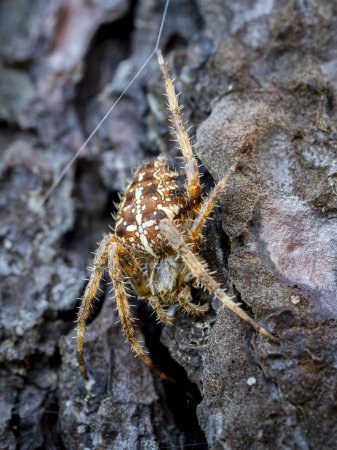 Téléchargez les photos : Macro gros plan d'une araignée de jardin européenne (Araneus diadematus) sur un tronc d'arbre - en image libre de droit