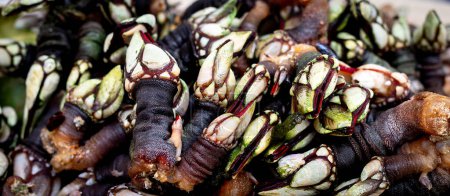 Photo for Boiled goose neck barnacles or Galician barnacles (Pollicipes pollicipes) - known in Spain as percebes - Royalty Free Image