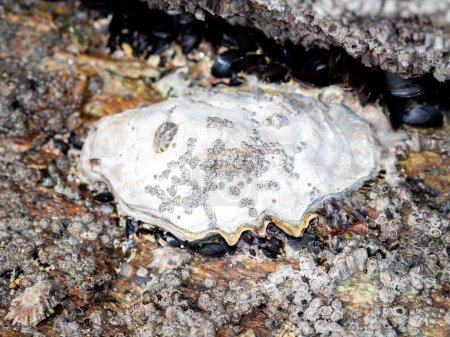 Photo for Pacific oyster (Magallana gigas) on a rock during low tide in Galicia (Spain) - Royalty Free Image