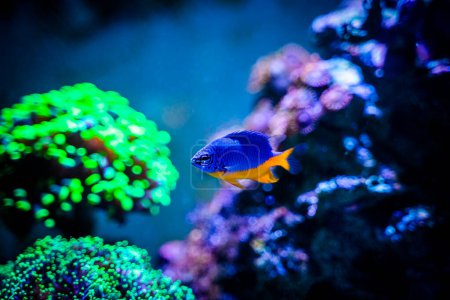 Photo for Azure Damselfish (Chrysiptera hemicyanea) swimming on a reef tank with blurred background - Royalty Free Image