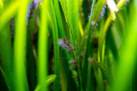 Photo for Detail of black beard algae or brush algae (Audouinella sp., Rhodochorton sp.) growing on aquarium plant leaves with blurred background - Royalty Free Image