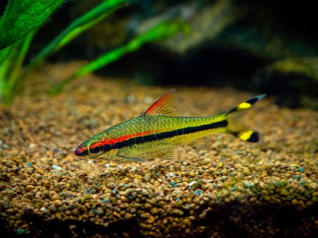 Téléchargez les photos : Barbe de Denison (Sahyadria denisonii) isolée sur un aquarium - en image libre de droit