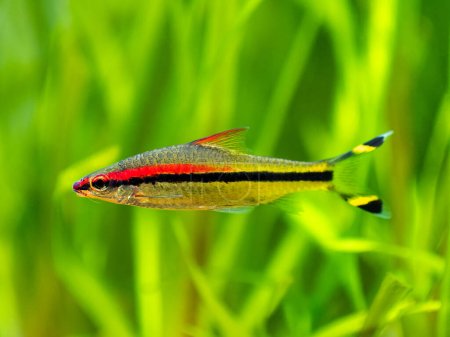 Denison barb (Sahyadria denisonii) swimming on a fish tank with blurred background