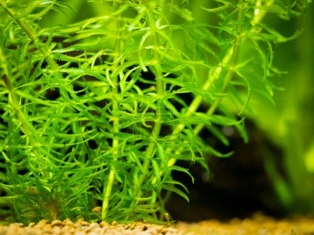 Téléchargez les photos : Concentration sélective d'Elodea canadensis (mauvaise herbe à eau américaine ou mauvaise herbe à eau canadienne ou potamot) sur un aquarium - macro gros plan - en image libre de droit