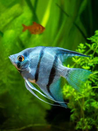 Photo for Portrait of a zebra Angelfish in tank fish with blurred background (Pterophyllum scalare) - Royalty Free Image