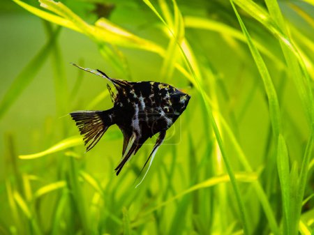 Photo for Black and white angel fish in a fish tank with blurred background (Pterophyllum scalare) - Royalty Free Image