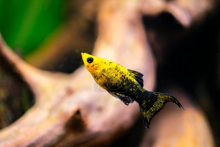 Gold Dust Lyretail Molly swimming in a fish tank with blurred background