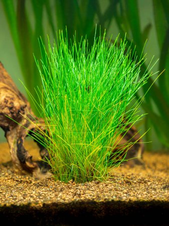 Téléchargez les photos : Foyer sélectif d'un spikerush nain (Eleocharis parvula) isolé sur un aquarium avec un fond flou - également connu sous le nom de petit spikerush et l'herbe à cheveux - en image libre de droit