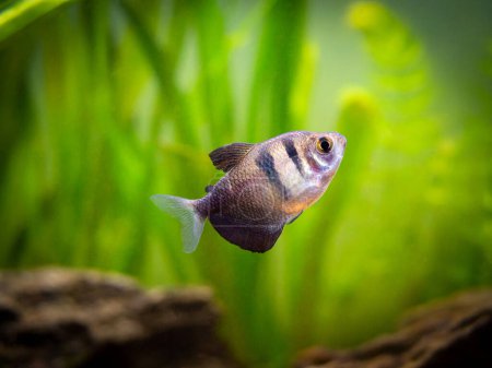 Téléchargez les photos : Jupe noire Tetra (Gymnocorymbus ternetzi) dans un aquarium - en image libre de droit