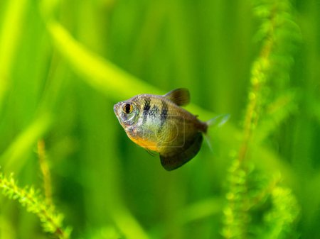 Photo for Black Skirt Tetra (Gymnocorymbus ternetzi) in a fish tank with blurred background - Royalty Free Image