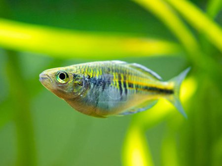 Photo for Macro close up of a Boeseman's rainbowfish (Melanotaenia boesemani) isolated on a fish tank with blurred background - Royalty Free Image