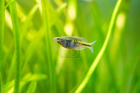 Boesemans Regenbogenfisch (Melanotaenia boesemani) isoliert auf einem Fischbecken mit verschwommenem Hintergrund