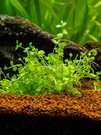 Téléchargez les photos : Micranthemum monte carlo isolé sur un aquarium à fond flou - tapis d'aquarium - en image libre de droit