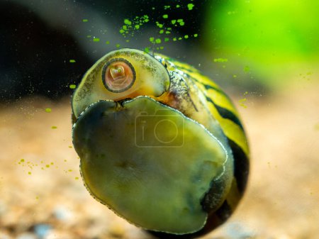 Téléchargez les photos : Escargot tacheté de nerite (Neritina natalensis) mangeant des algues du verre de l'aquarium - en image libre de droit