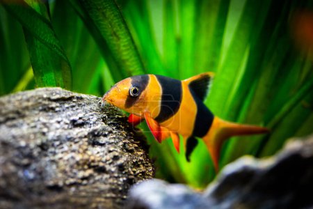 Photo for Large clown loach in fish tank (Chromobotia macracanthus) - Royalty Free Image