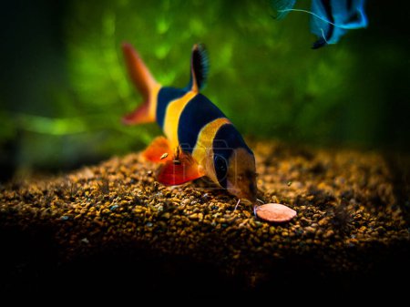 Photo for Large clown loach eating in fish tank with blurred background (Chromobotia macracanthus) - Royalty Free Image
