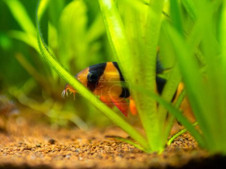 Photo for Large clown loach (Chromobotia macracanthus) hidden among the plants in a fish tank with blurred background - Royalty Free Image