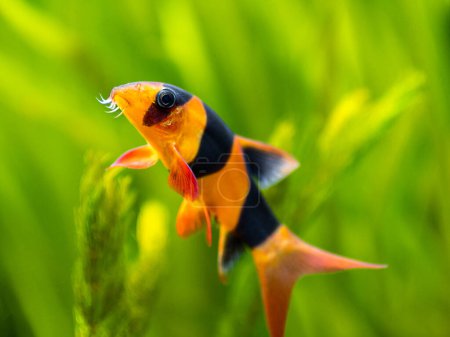 Photo for Portrait of a large clown loach isolated in fish tank (Chromobotia macracanthus) with blurred background - selective focus - Royalty Free Image