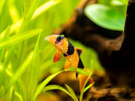 Photo for Selective focus of a large clown loach isolated in fish tank (Chromobotia macracanthus) with blurred background - Royalty Free Image
