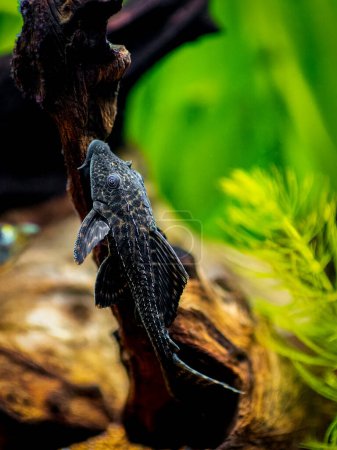 Téléchargez les photos : Silure de meunier ou pléco commun (Hypostomus plecostomus) isolé dans un aquarium à fond flou - en image libre de droit