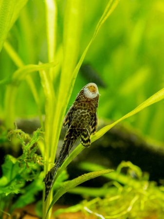 Foto de Suckermouth catfish or common pleco (Hypostomus plecostomus) eating on the aquarium glass with blurred background - Imagen libre de derechos