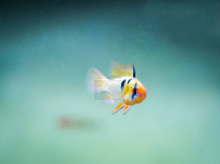 Photo for Ram cichlid (Mikrogeophagus ramirezi) in a fish tank - Royalty Free Image