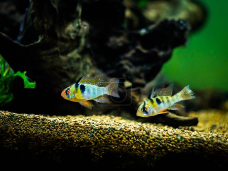 Photo for Couple of ram cichlid (Mikrogeophagus ramirezi) in a fish tank - Royalty Free Image