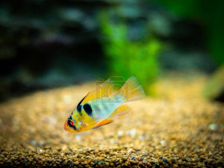 Photo for Ram cichlid (Mikrogeophagus ramirezi) in a fish tank - Royalty Free Image