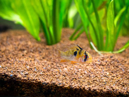 Photo for Ram cichlid (Mikrogeophagus ramirezi) in a fish tank with blurred background - Royalty Free Image