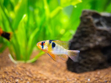 Photo for Ram cichlid (Mikrogeophagus ramirezi) in a fish tank with blurred background - Royalty Free Image