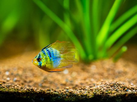 Photo for Blue Balloon Ram (Microgeophagus ramirezi) in a fish tank with blurred background - Royalty Free Image