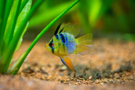 Photo for Blue Balloon Ram (Microgeophagus ramirezi) isolated in a fish tank with blurred background - Royalty Free Image