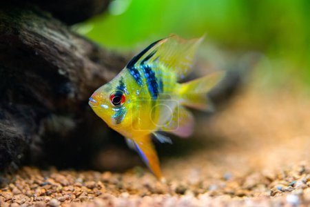 Photo for Close up of a blue balloon ram (Microgeophagus ramirezi) isolated in a fish tank with blurred background - Royalty Free Image