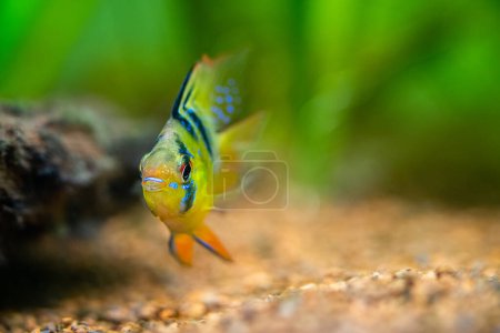 Photo for Close up of a blue balloon ram (Microgeophagus ramirezi) isolated in a fish tank with blurred background - Royalty Free Image