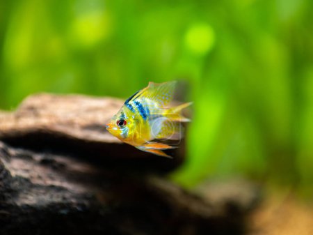 Photo for Blue balloon ram (Microgeophagus ramirezi) isolated in a fish tank with blurred background - Royalty Free Image