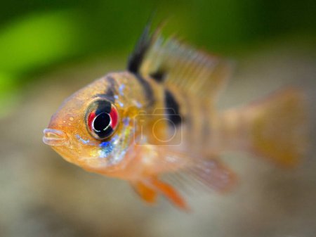 Photo for Macro close up of a ram cichlid (Mikrogeophagus ramirezi) in a fish tank - Royalty Free Image
