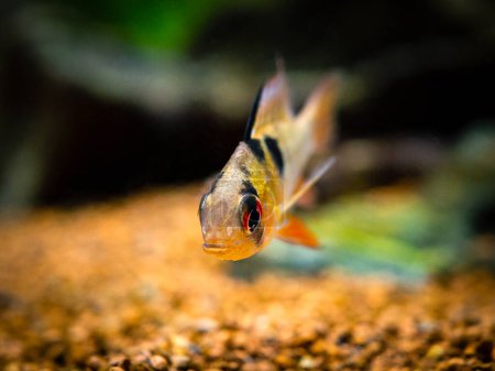 Photo for Macro close up of a ram cichlid (Mikrogeophagus ramirezi) in a fish tank - Royalty Free Image