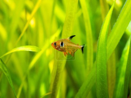Photo for Red Phantom Tetra (Hyphessobrycon sweglesi) macro close up in a fish tank with blurred background - Royalty Free Image