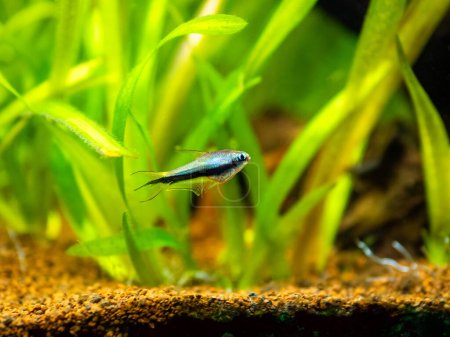 Photo for Emperor tetra (Nematobrycon palmeri) isolated in tank fish with blurred background - Royalty Free Image
