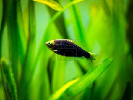 Photo for Emperor tetra (Nematobrycon palmeri) isolated in a fish tank with blurred background - Royalty Free Image